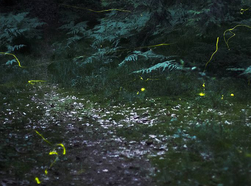 Fireflies in Germany