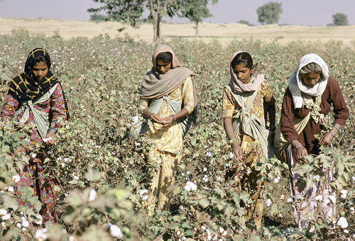 Cotton Pickers in India