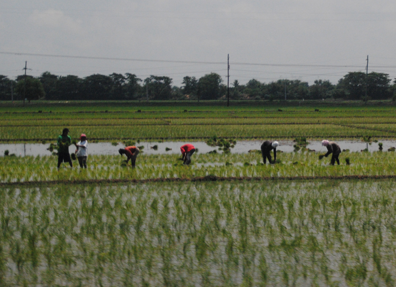 Rice growers in the Philippines