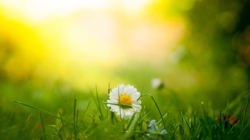 Flower in grass