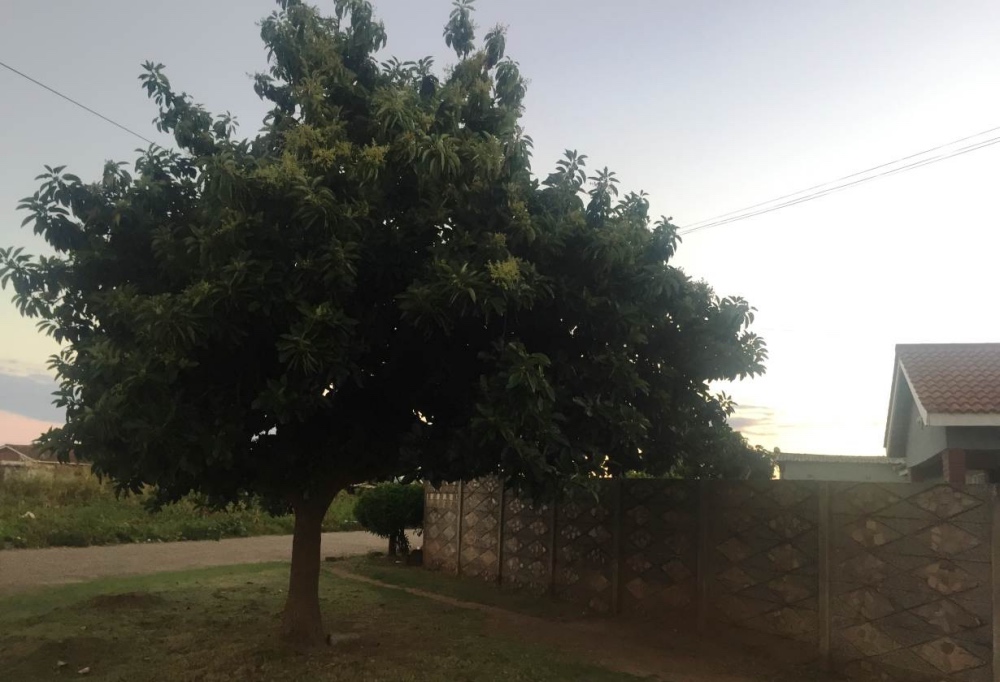 Harare trees2