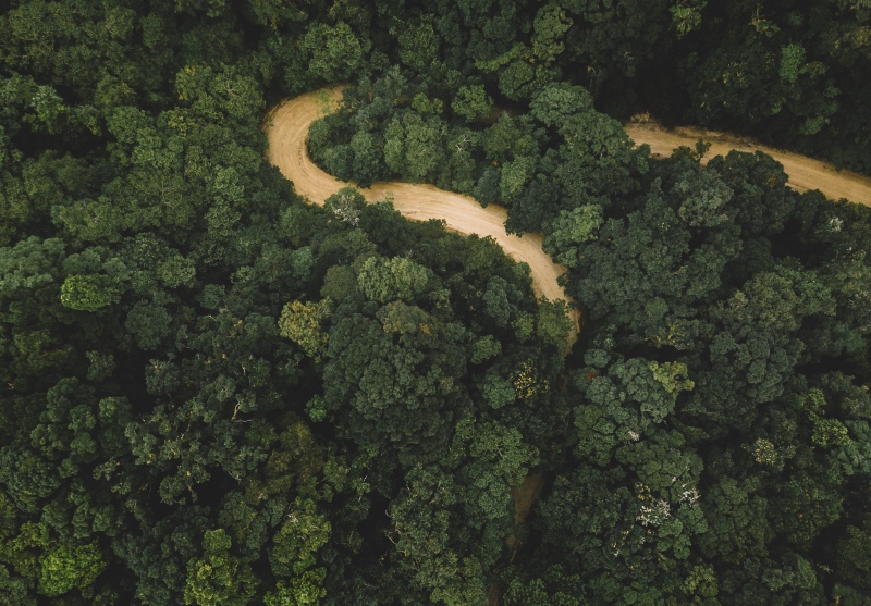 Honduras Forest