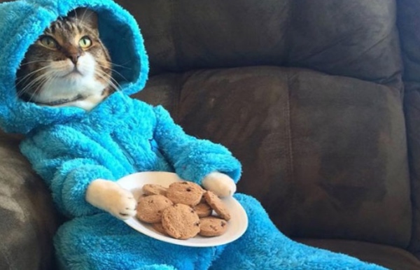 Cat and cookies