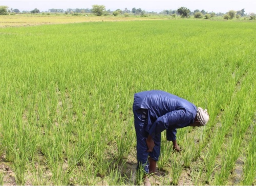 Rice farming in Mali