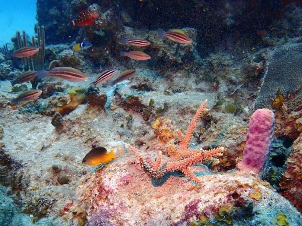 Colombia Reefs2