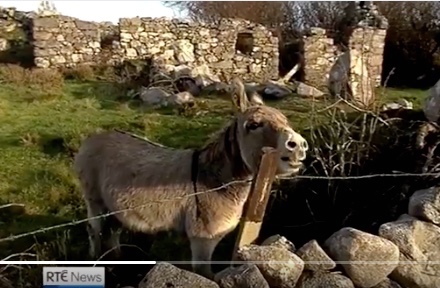 Connemara Donkey