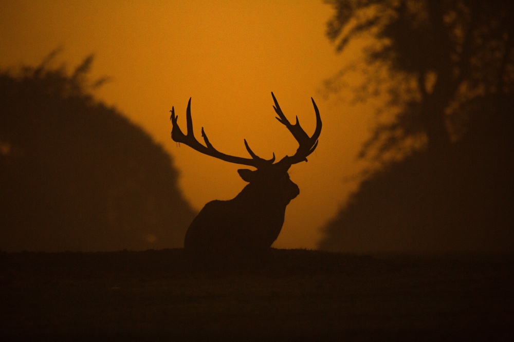 Stag in England