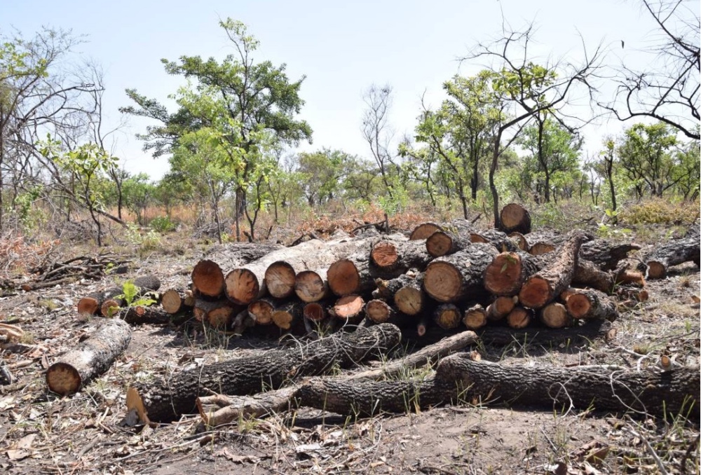 Uganda deforestation1