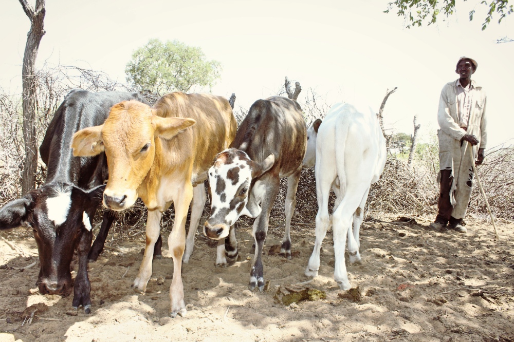 Botswana Drought Cattle1