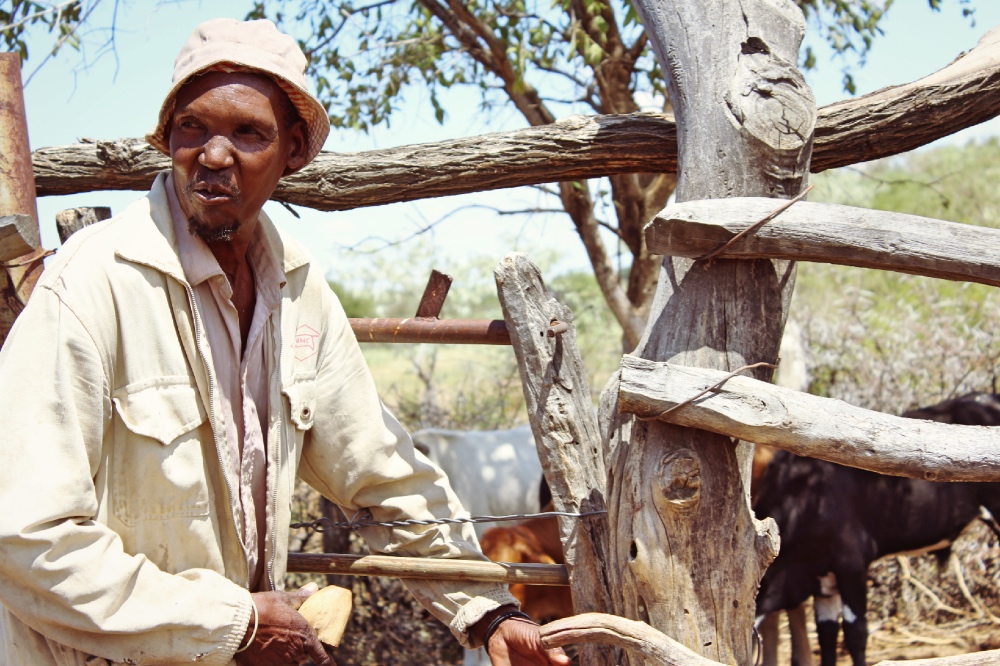 Botswana Drought Cattle2