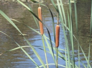 Cattail small