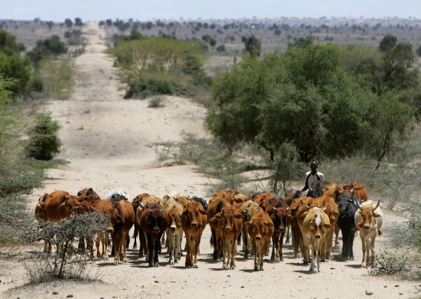Maasai herder