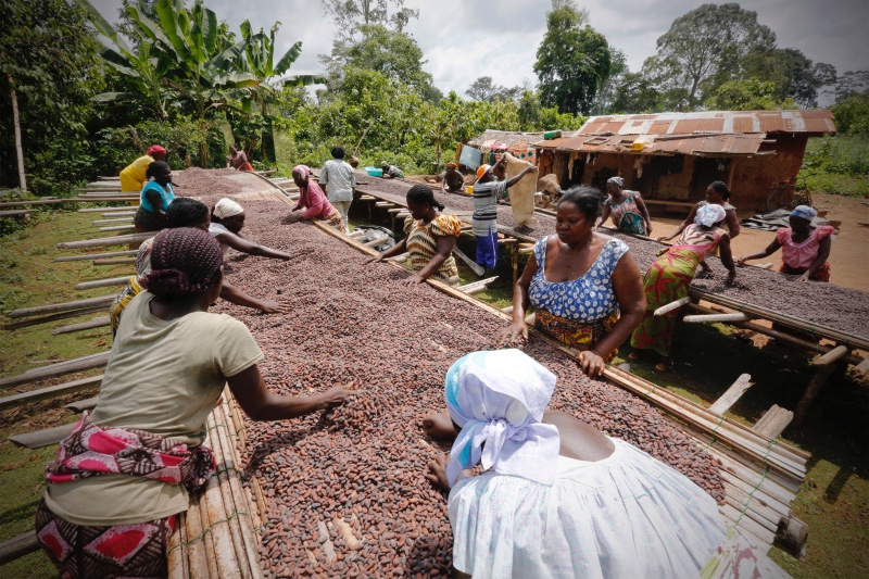 Cocoa faming Ivory Coast