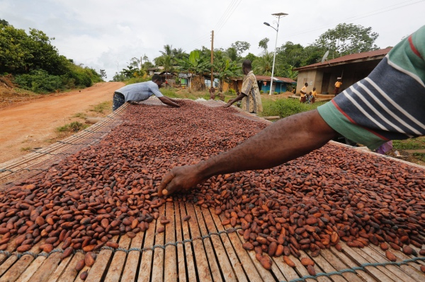 Ivory Coast cocoa