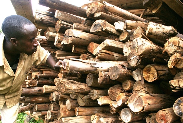 Kenya firewood