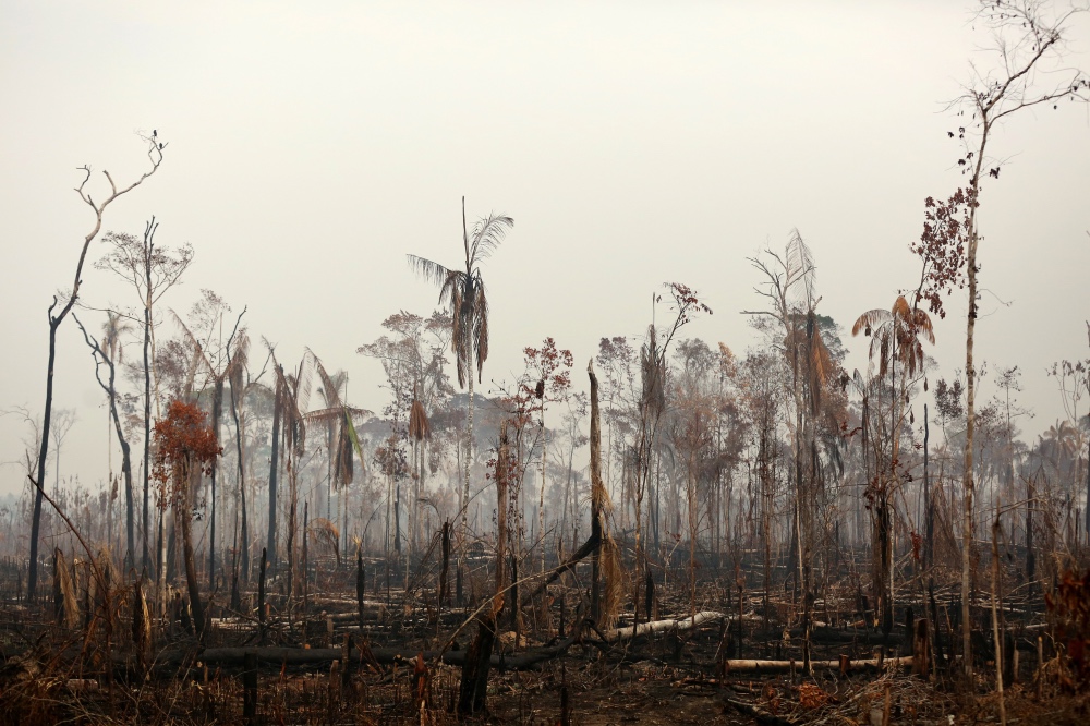 Brazil wildfires