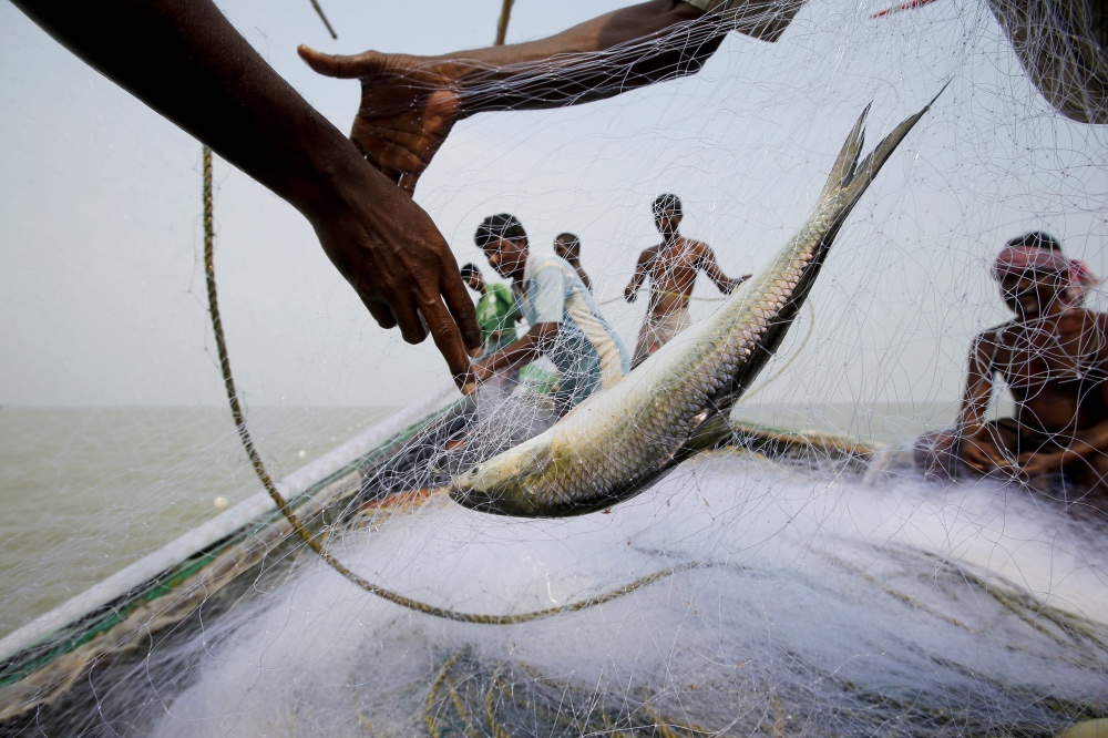 Fish catch India