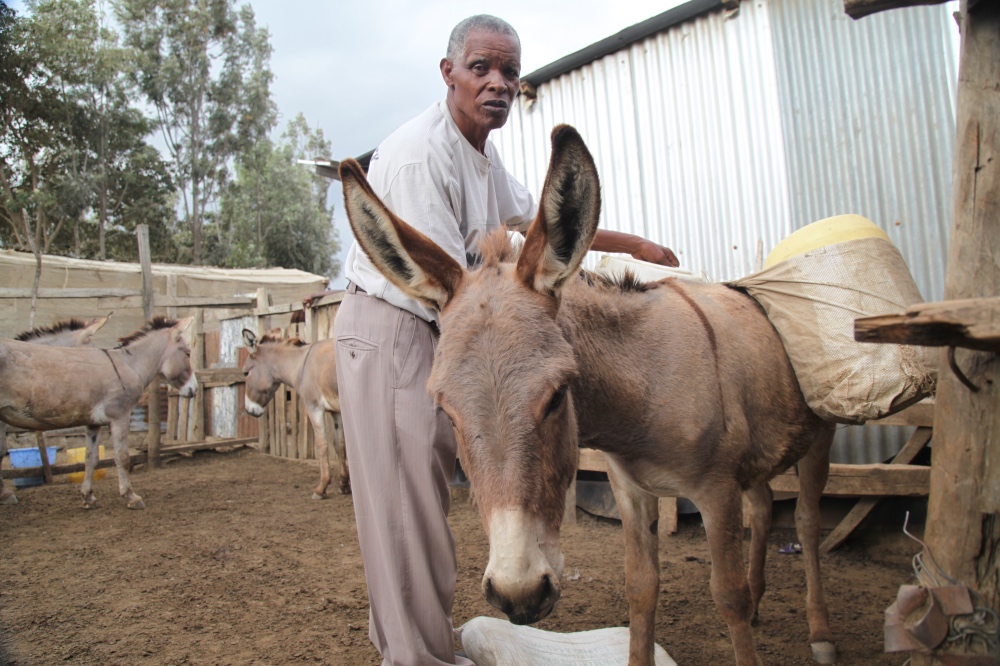 Kenya Donkeys1