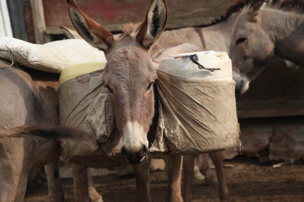 Kenya Donkeys3