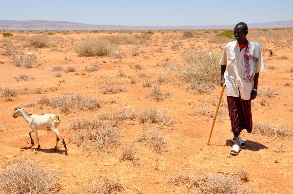 Shepherd in 2012 Somaliland