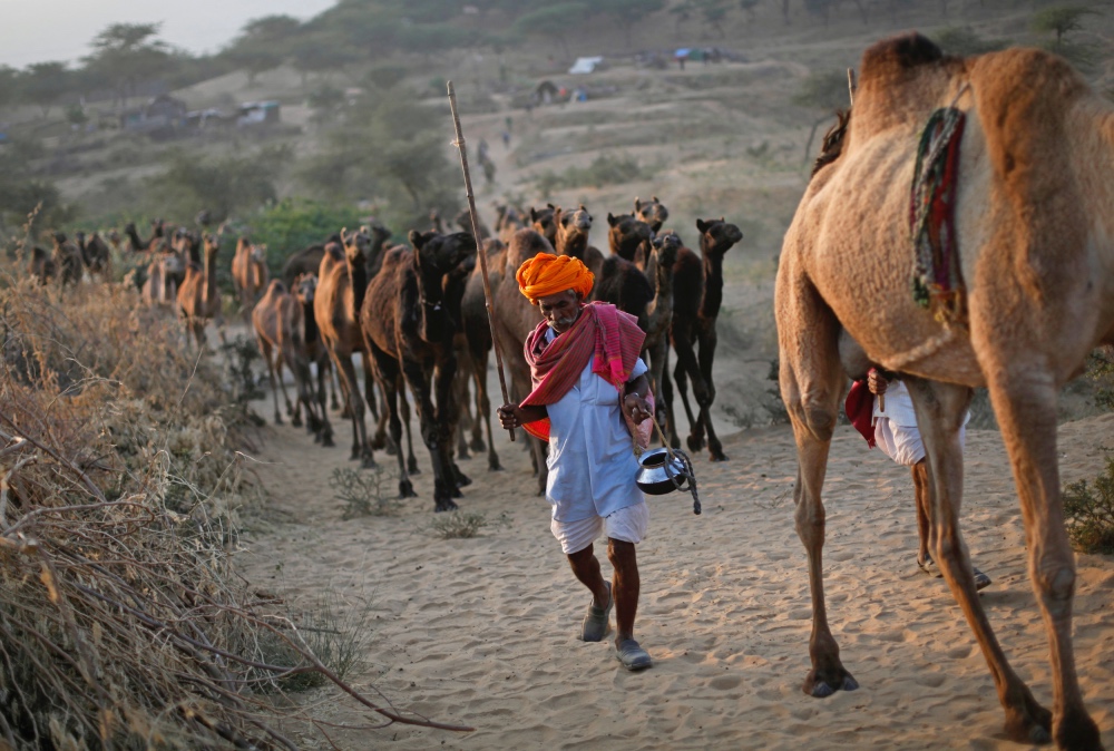 India herders