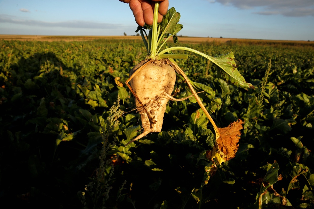 Sugar beets in France