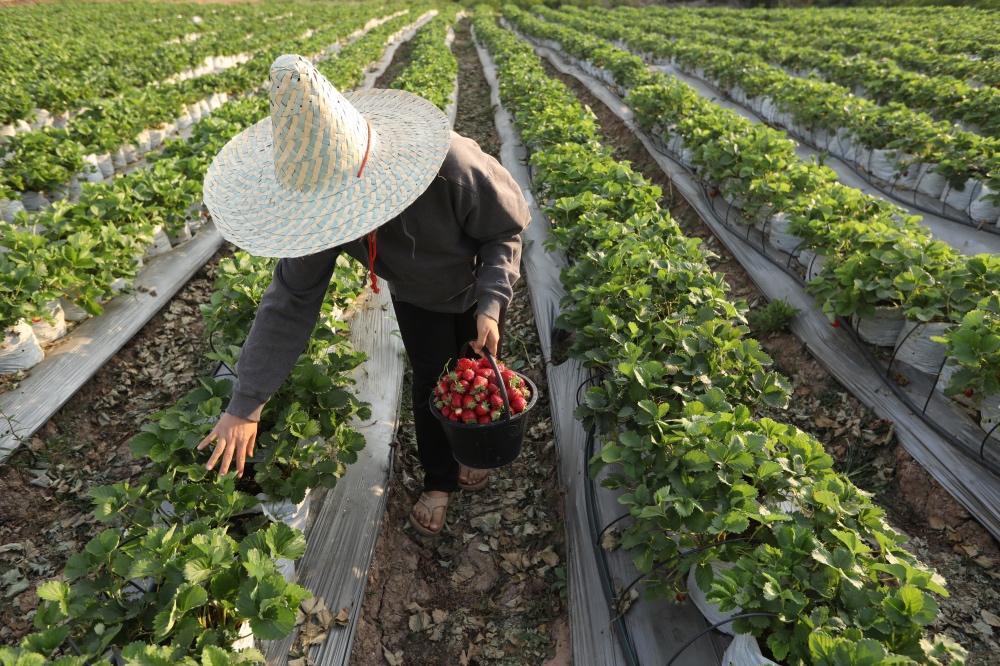 Thailand picking strawberries