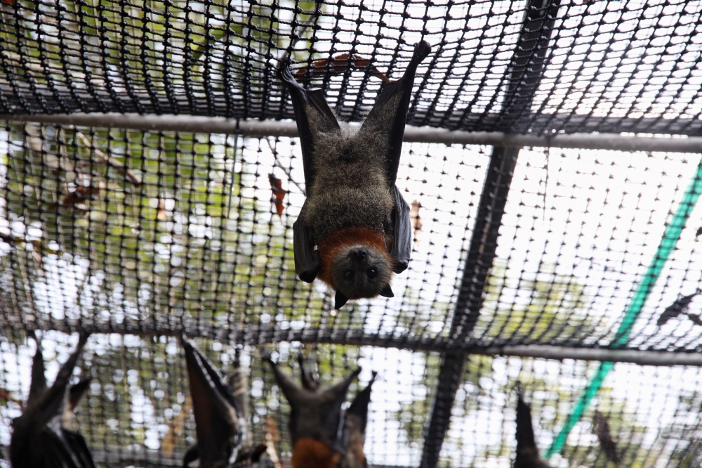 Australia bushfires bats1