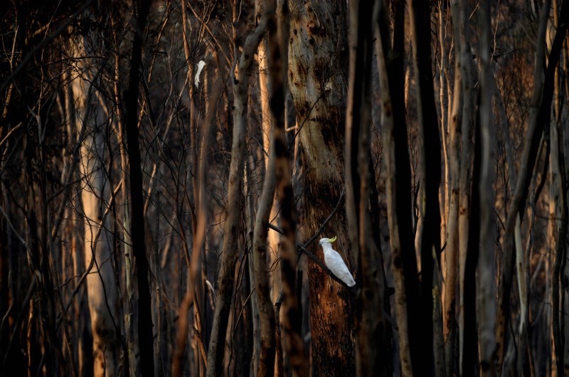 Australia bushfires cockatoo