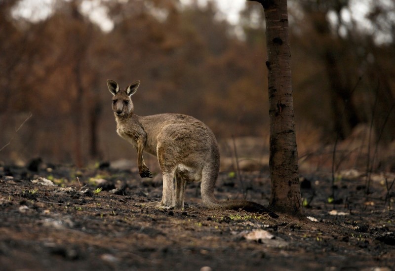 Australia bushfires injured kangaroo