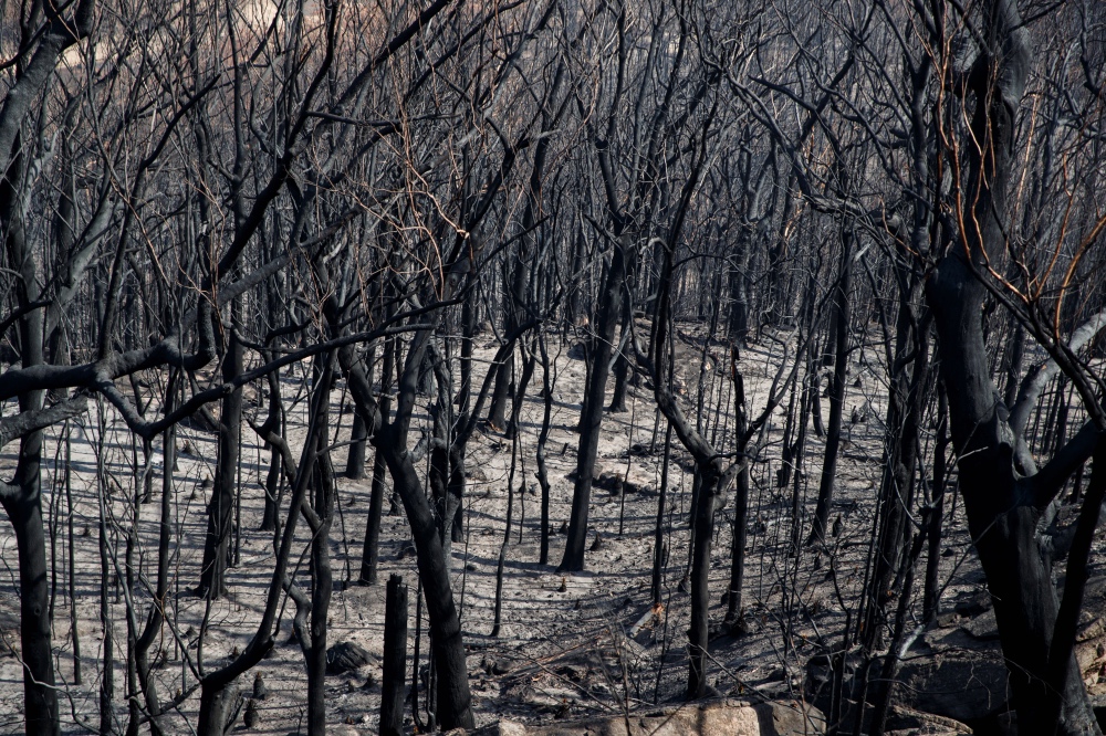 Australian bushfires Kangaroo Valley