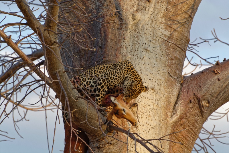 Leopard with its kill