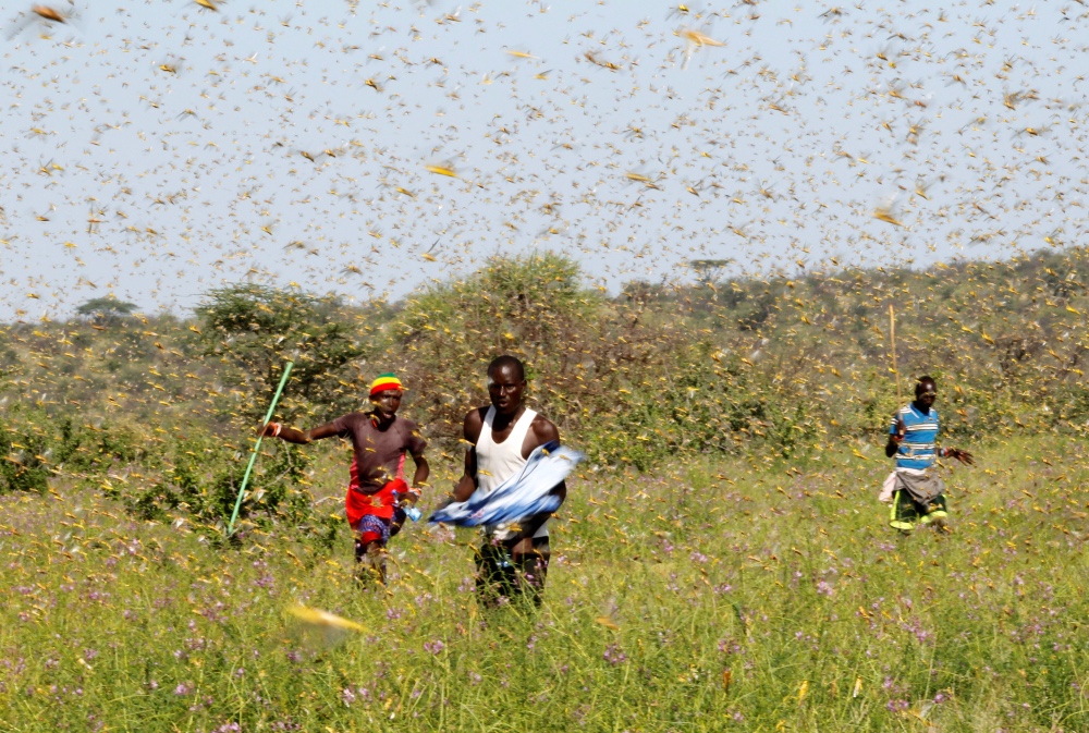 Locust swarm Kenya