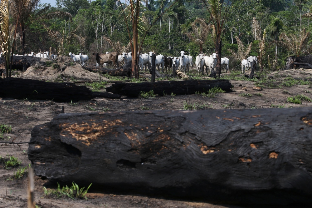 Amazon cattle fire