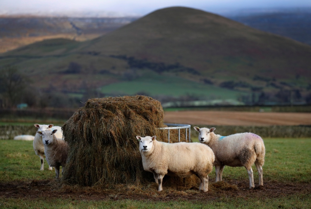 Cumbria England Sheep