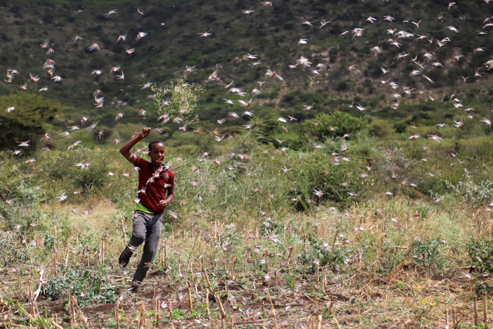 Ethiopia locusts