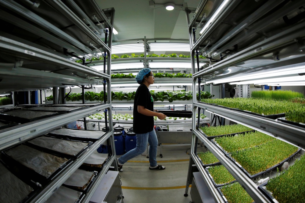 Food tech China hydroponics