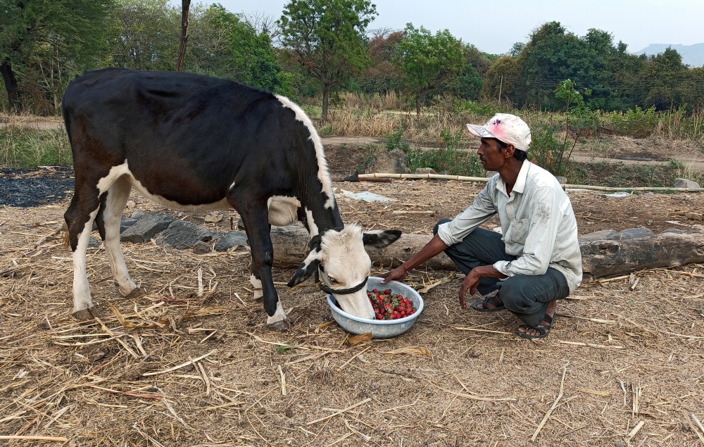 Coronavirus India farm workers