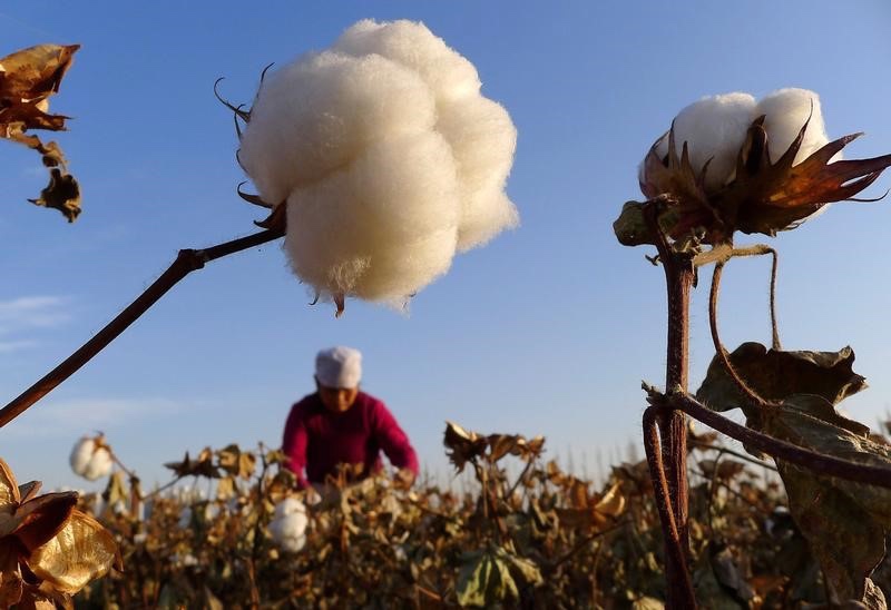 Cotton farming China