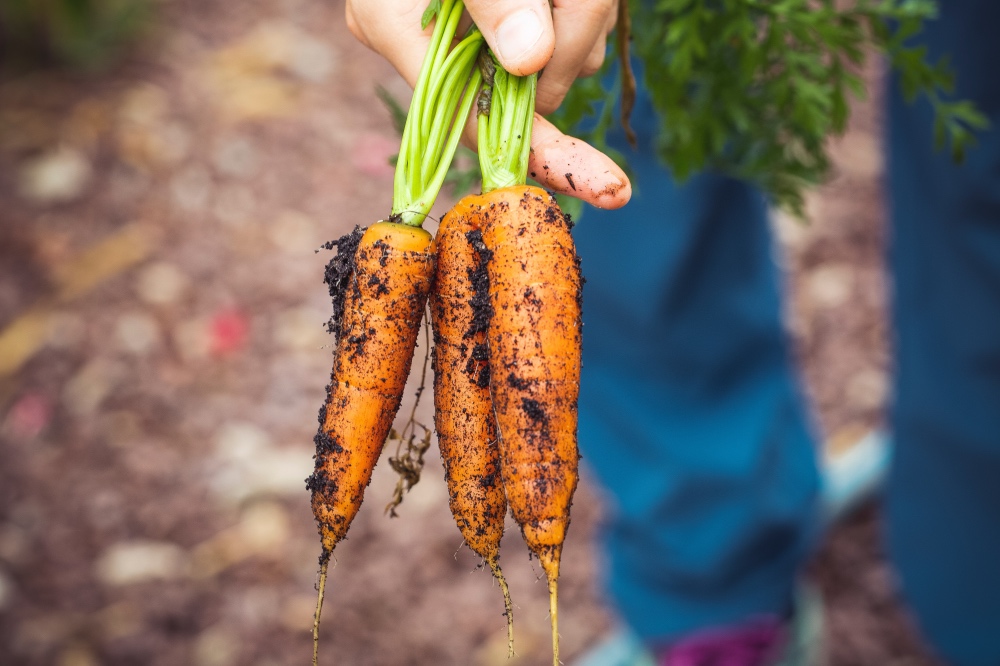 Farming carrots