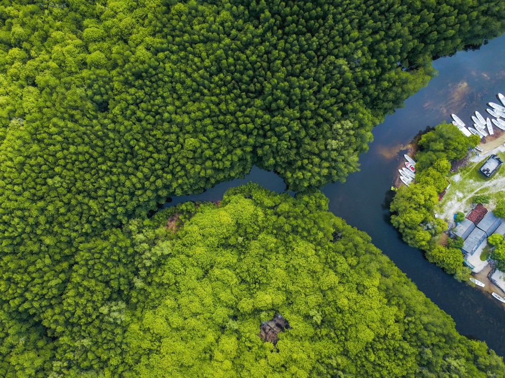 Indonesia mangrove