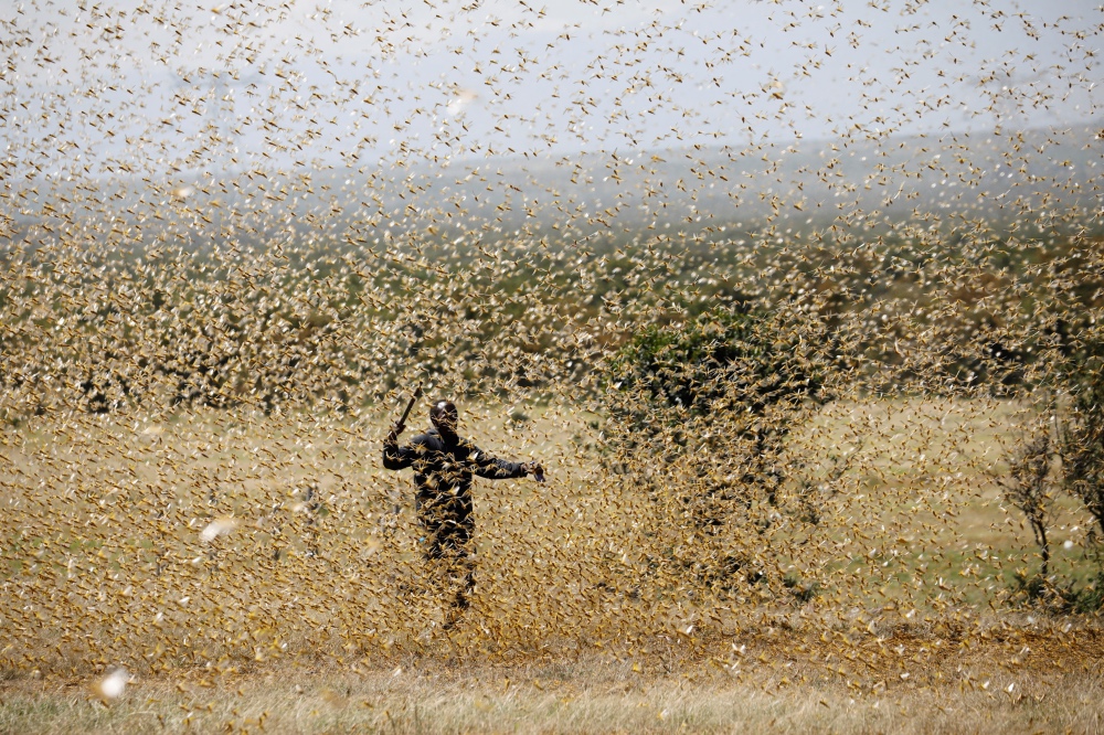 Kenya locust plague