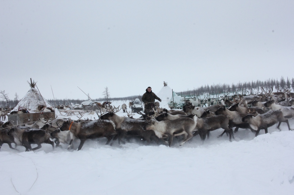 Russia Reindeer herders1