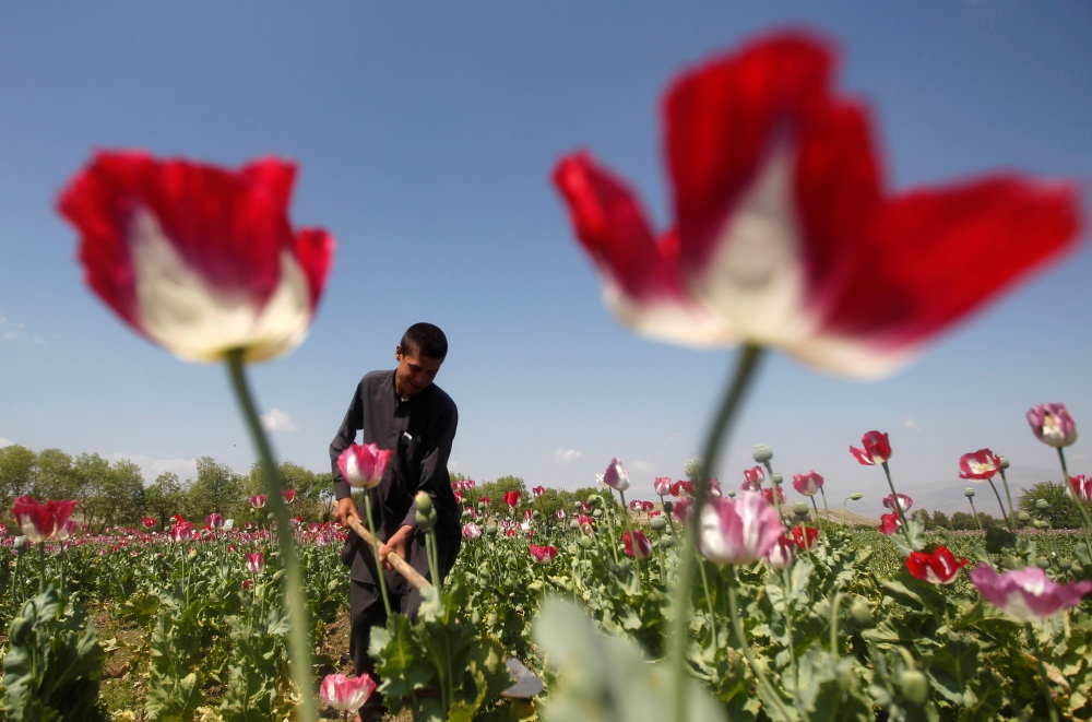 Afghanistan Poppy field