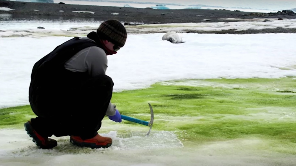 Antartica green algae