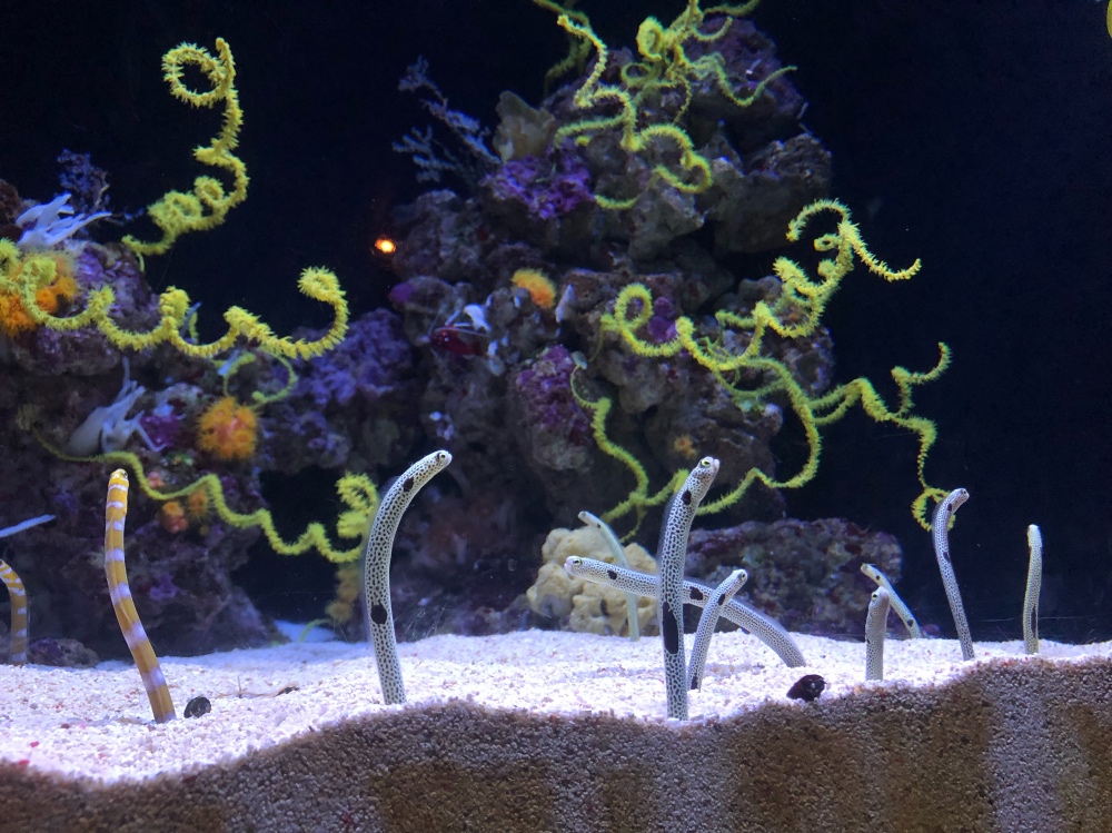 Eels in a tank