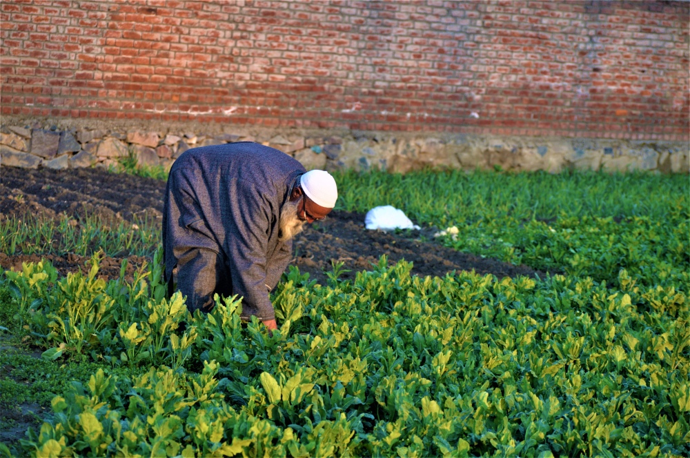 Kashmir spinach farmer