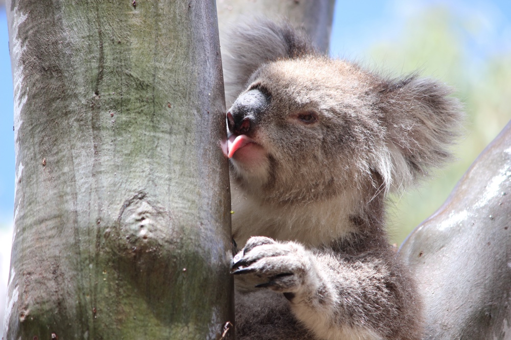 Koala licking tree