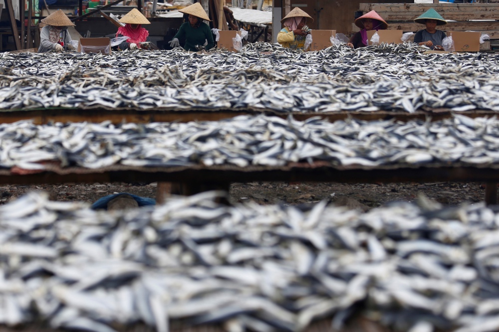 Fish sorting Jakarta Indonesia