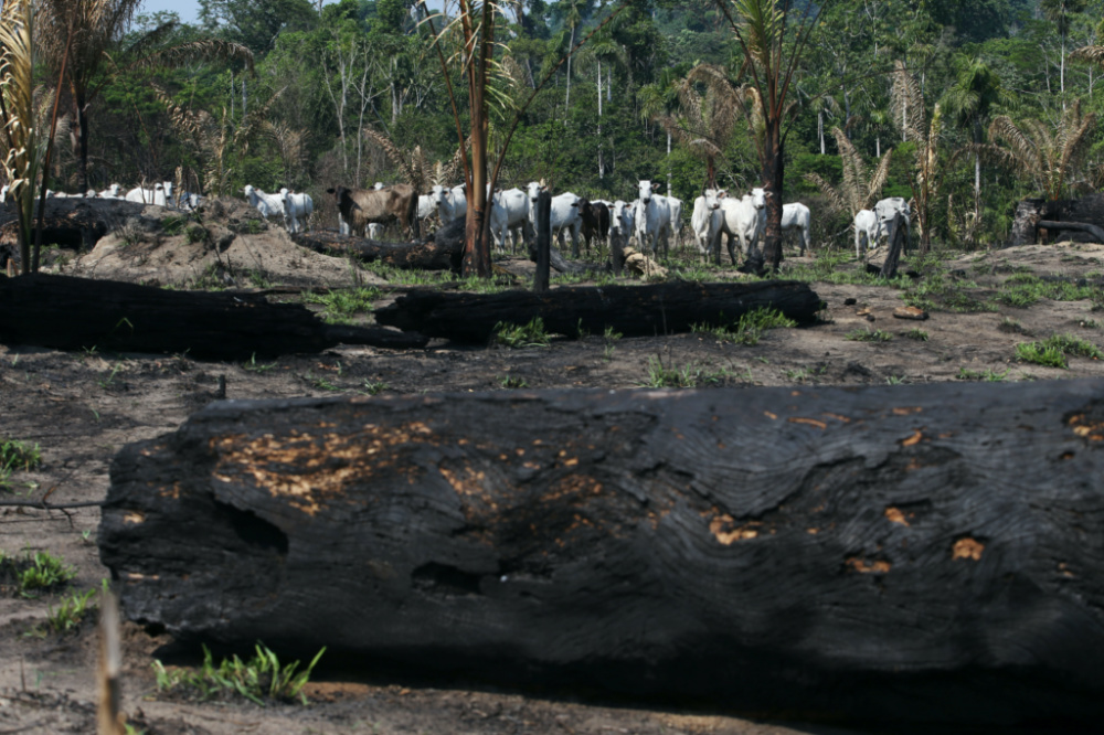 Amazon cattle burnt trees